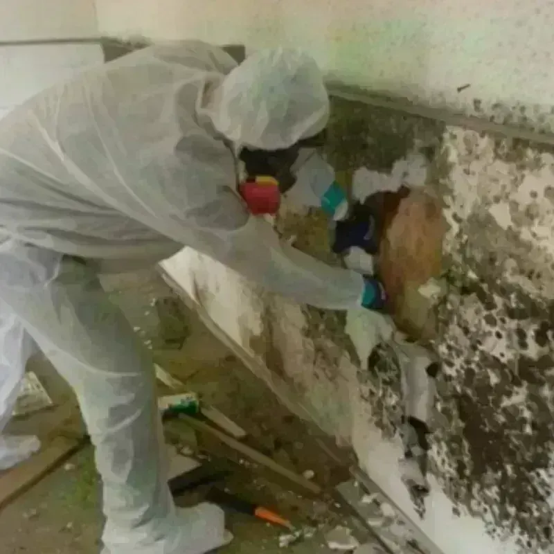 Mold Remediation and Removal in Hadley, MA